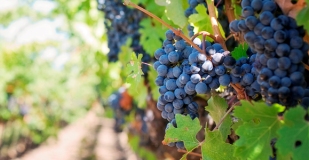 Vino Irurtia sin alcohol