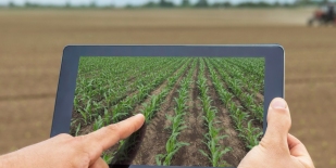 El sector agroexportador y la pandemia El sector agroexportador y la pandemia